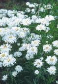 Leucanthemum Snowdrift